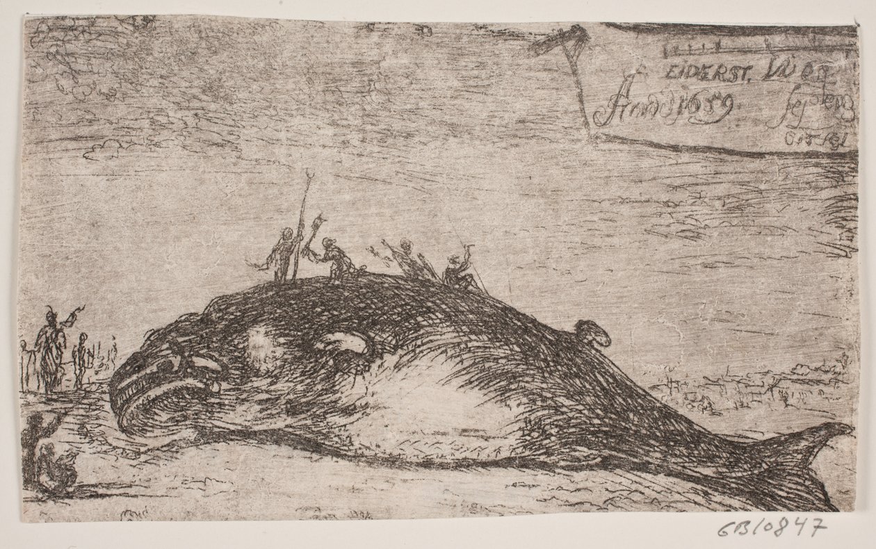 Une baleine échouée à Eiderstedt - Jürgen Ovens