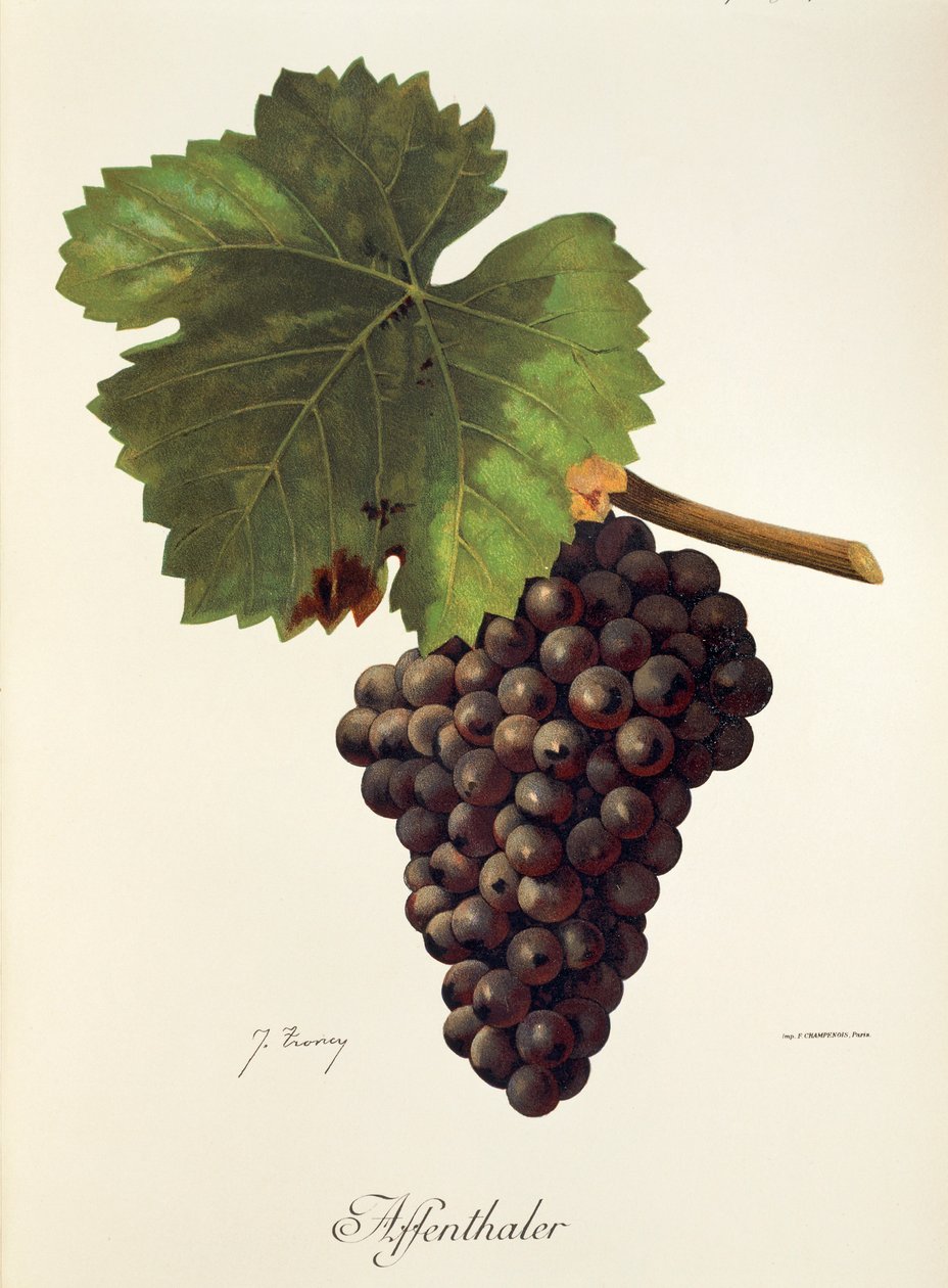 Raisin Affenthaler par J. Troncy - Jules Troncy