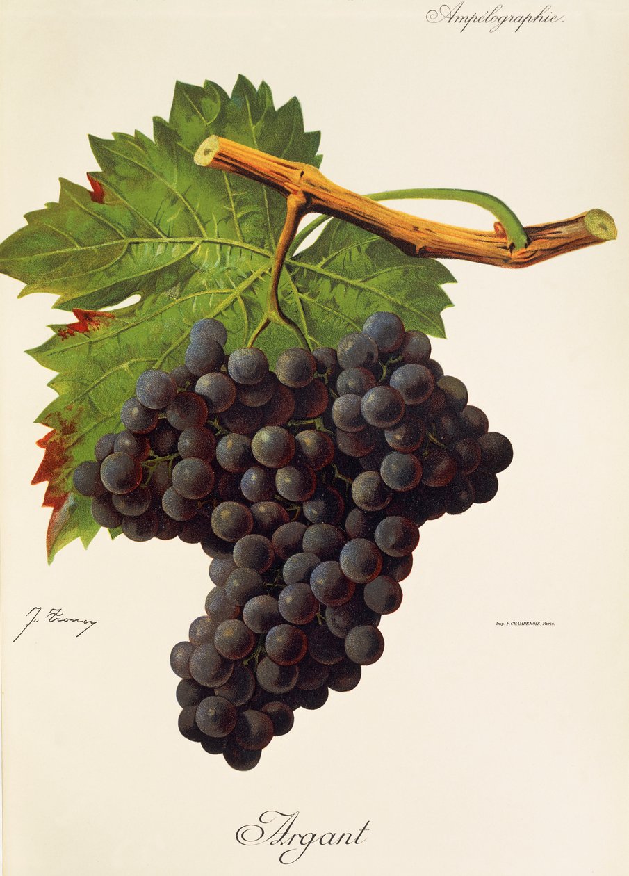 Argant - Jules Troncy