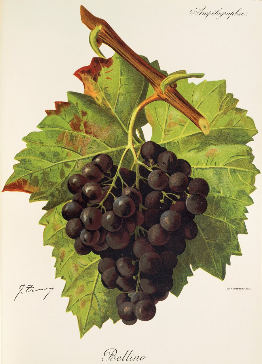 Bellino - Jules Troncy