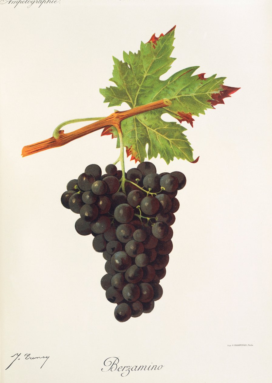 Raisin Berzamino - Jules Troncy