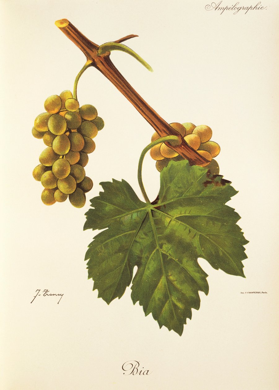 Raisin Bia par J. Troncy - Jules Troncy