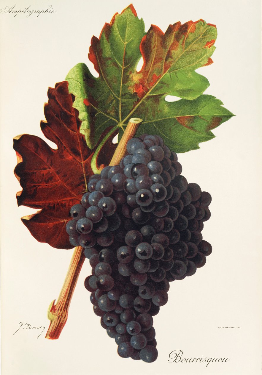Raisin Bourrisquou - Jules Troncy