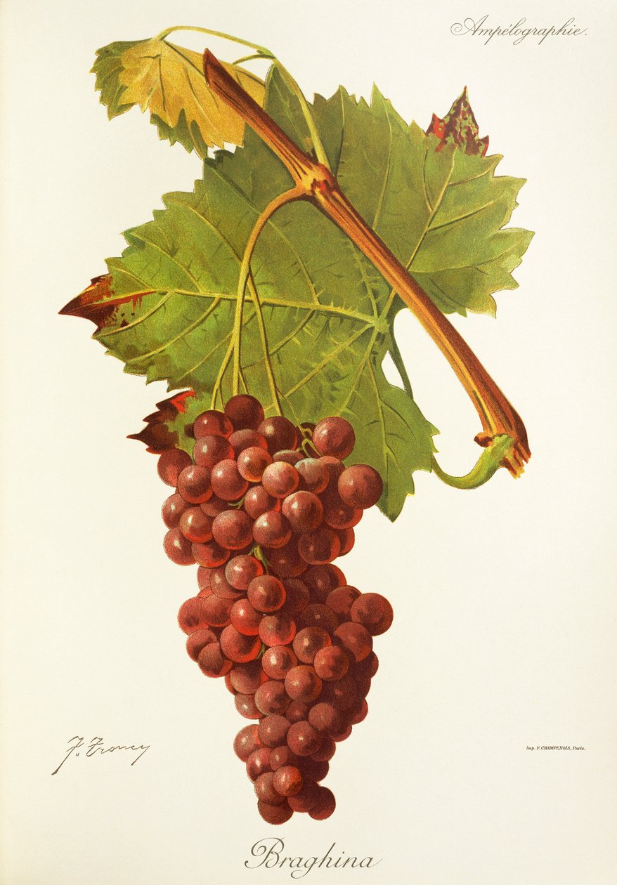 Raisin Braghina - Jules Troncy
