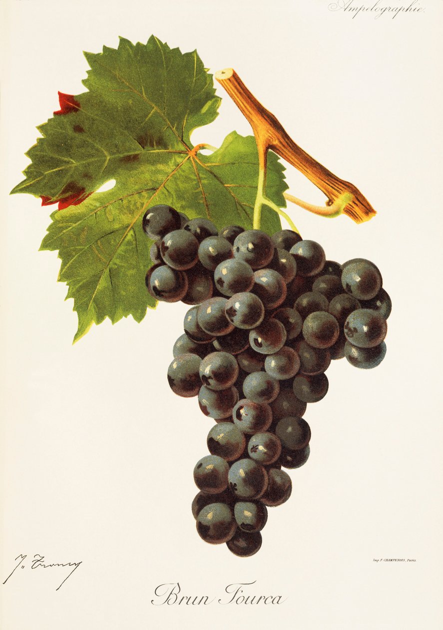 Raisin Brun Fourca par J. Troncy - Jules Troncy