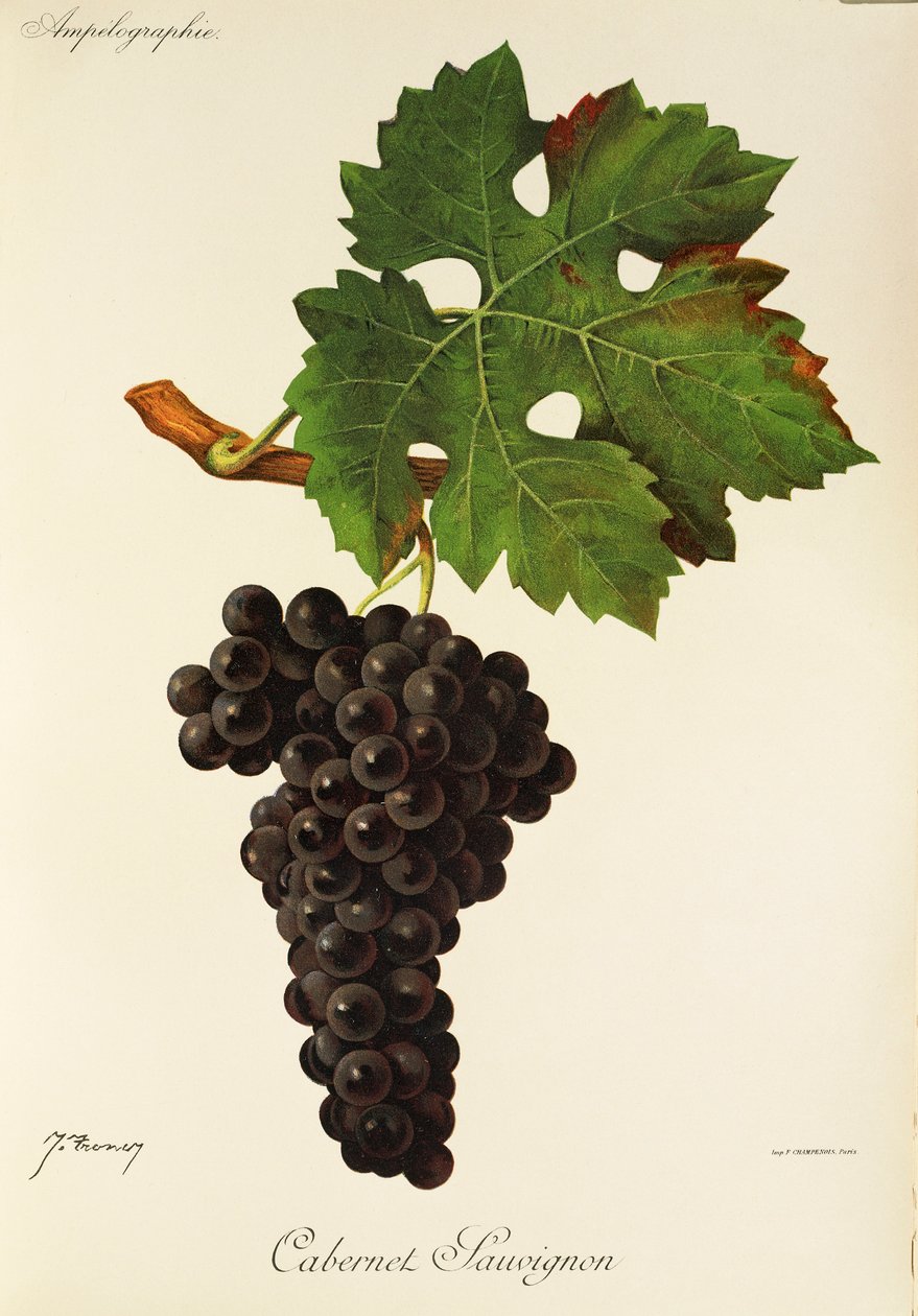 Cabernet Sauvignon - Jules Troncy