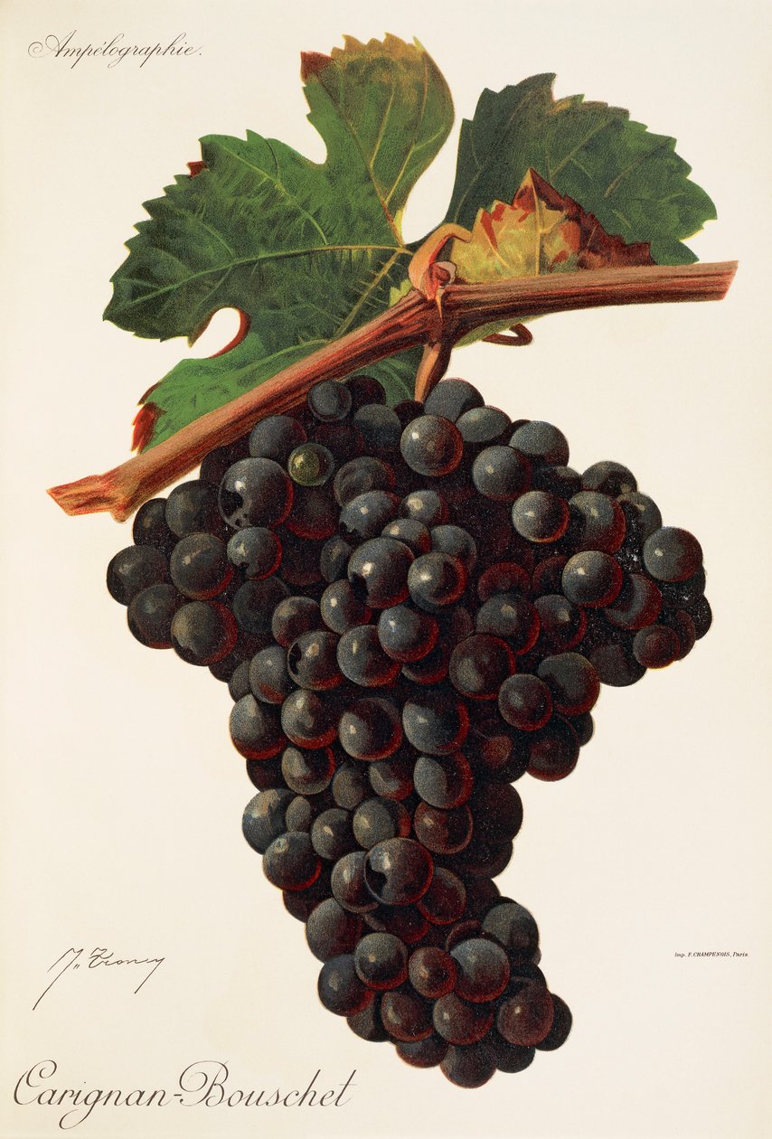 Raisin Carigna-Bouschet - Jules Troncy