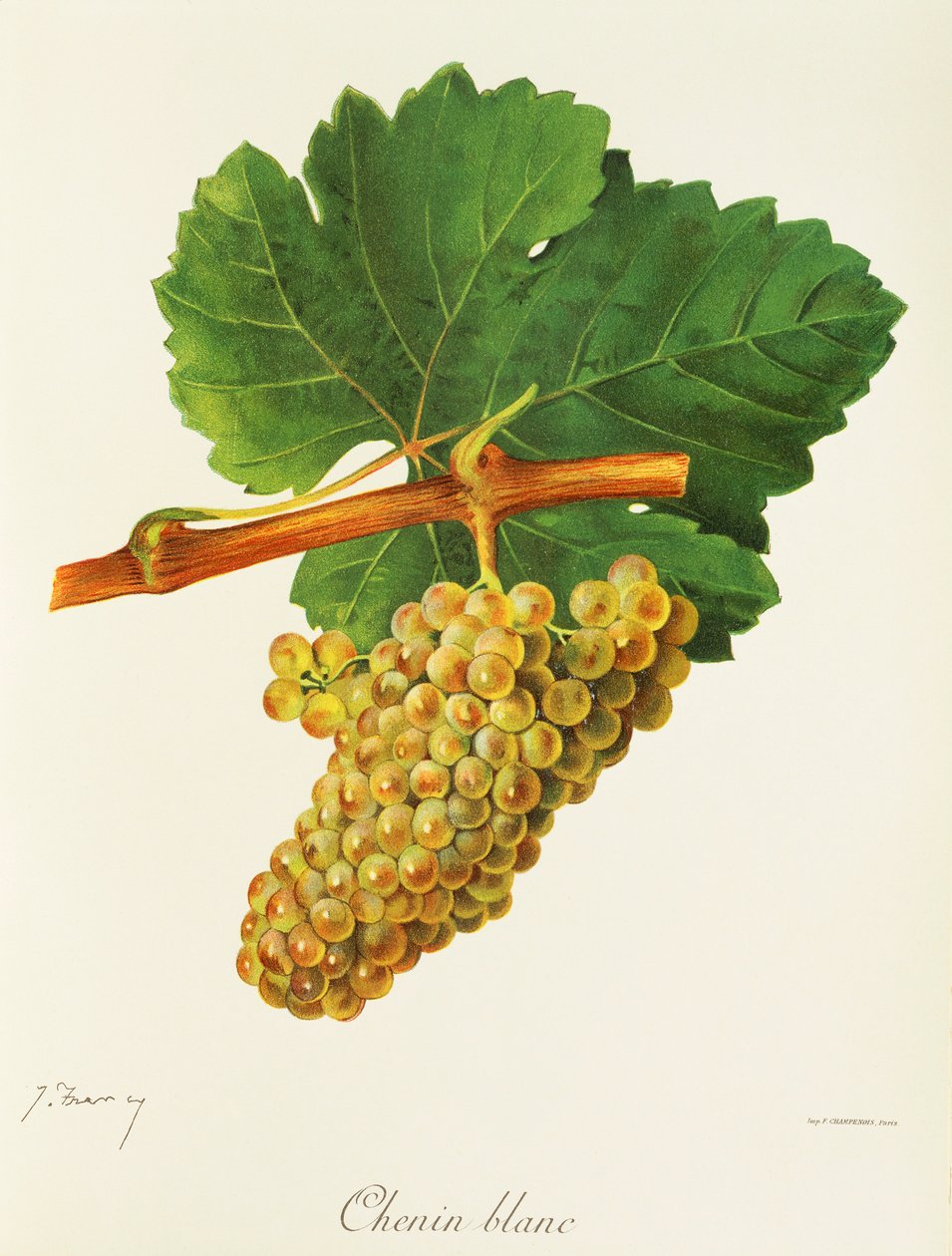 Raisin Chenin Blanc par J. Troncy - Jules Troncy