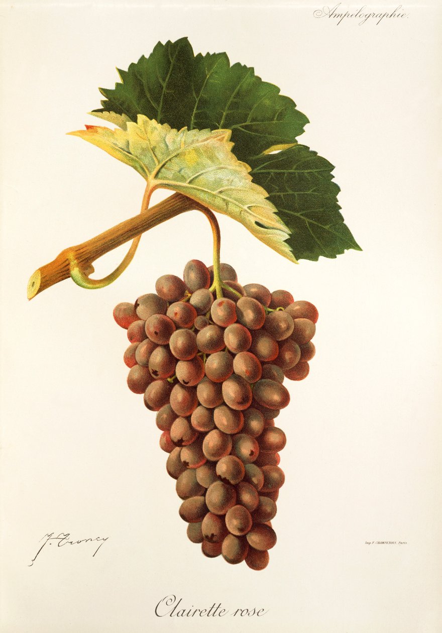 Clairette Rose - Jules Troncy