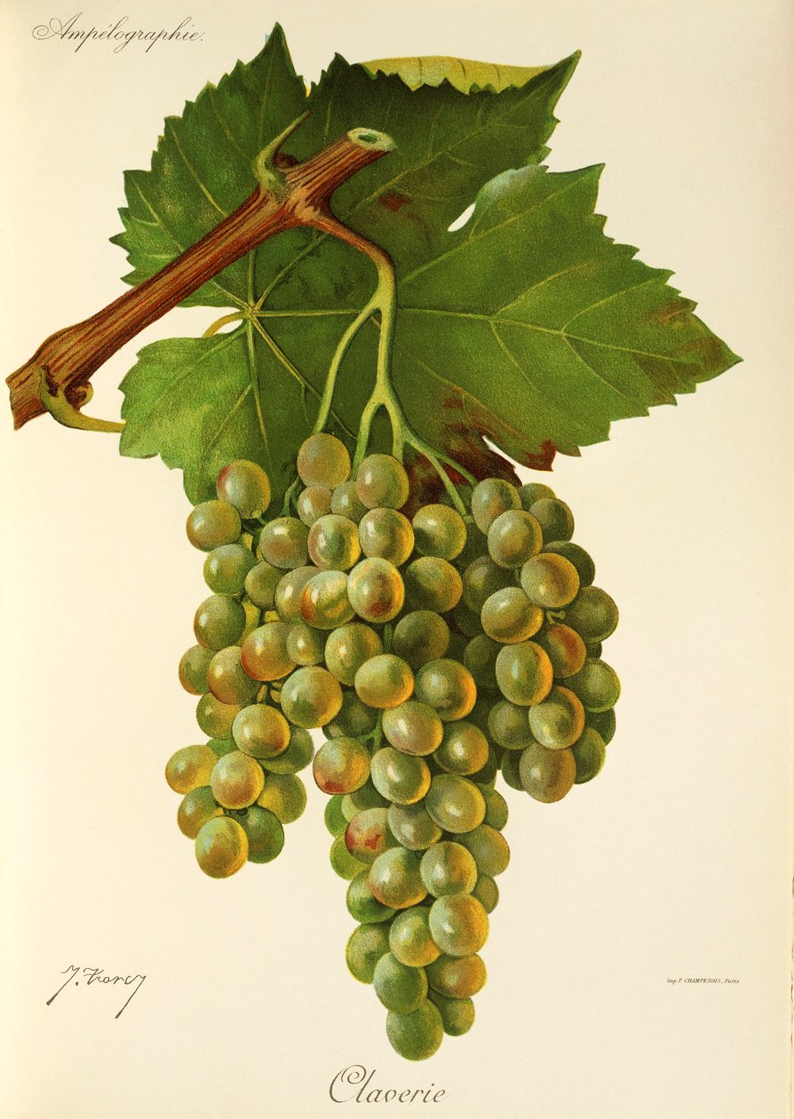 Raisin Claverie par J. Troncy - Jules Troncy