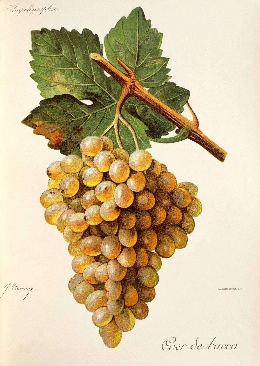 Raisin Coer de Bacco - Jules Troncy