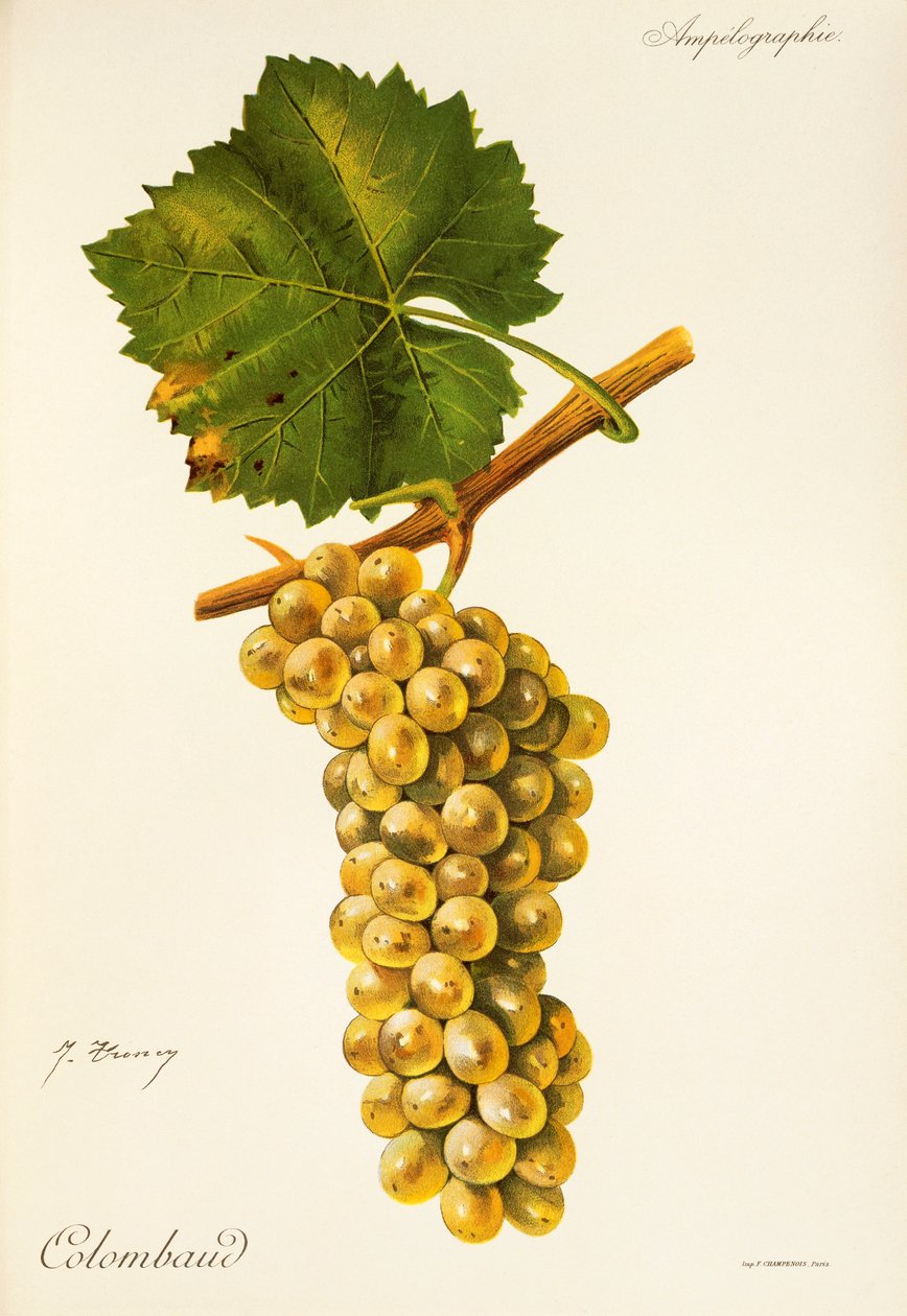 Raisin Colombaud - Jules Troncy