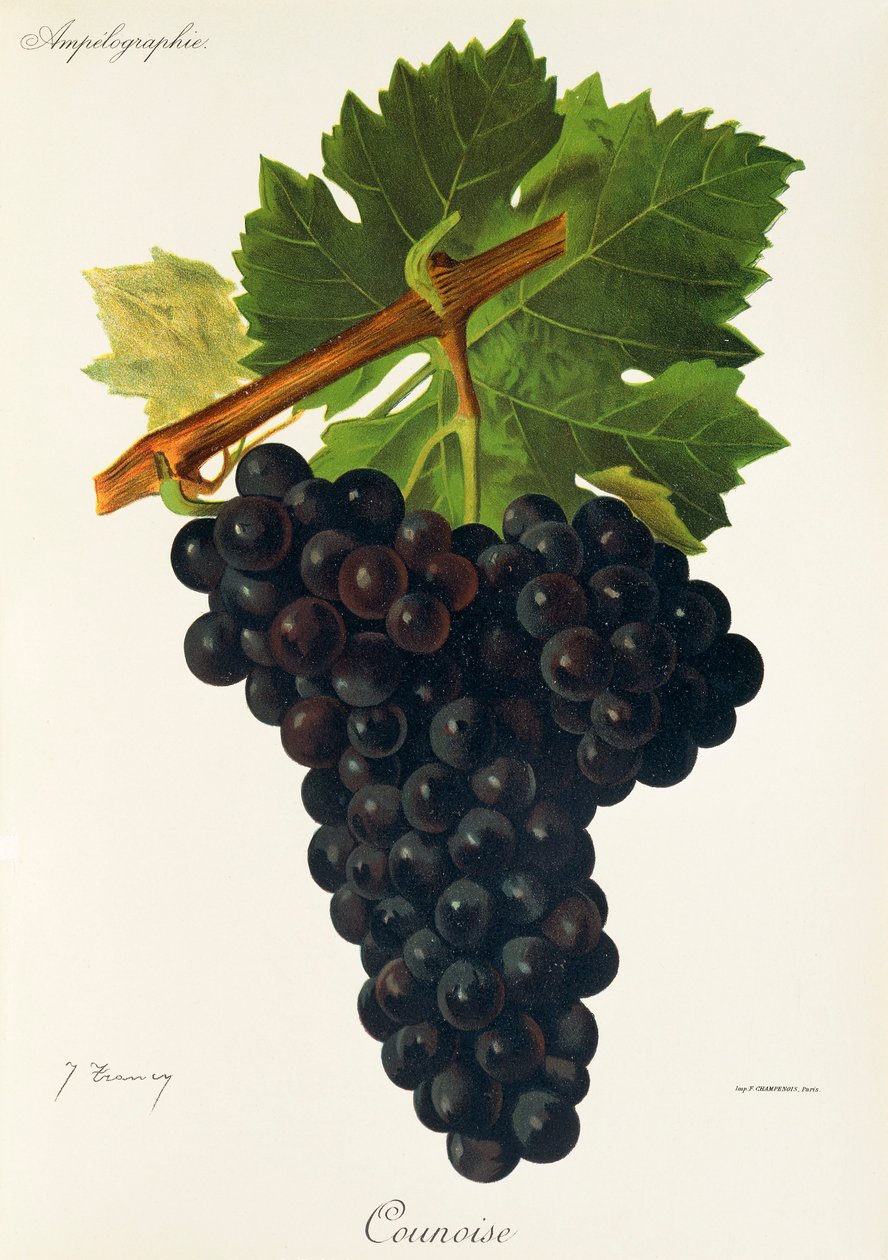 Raisin Counoise - Jules Troncy