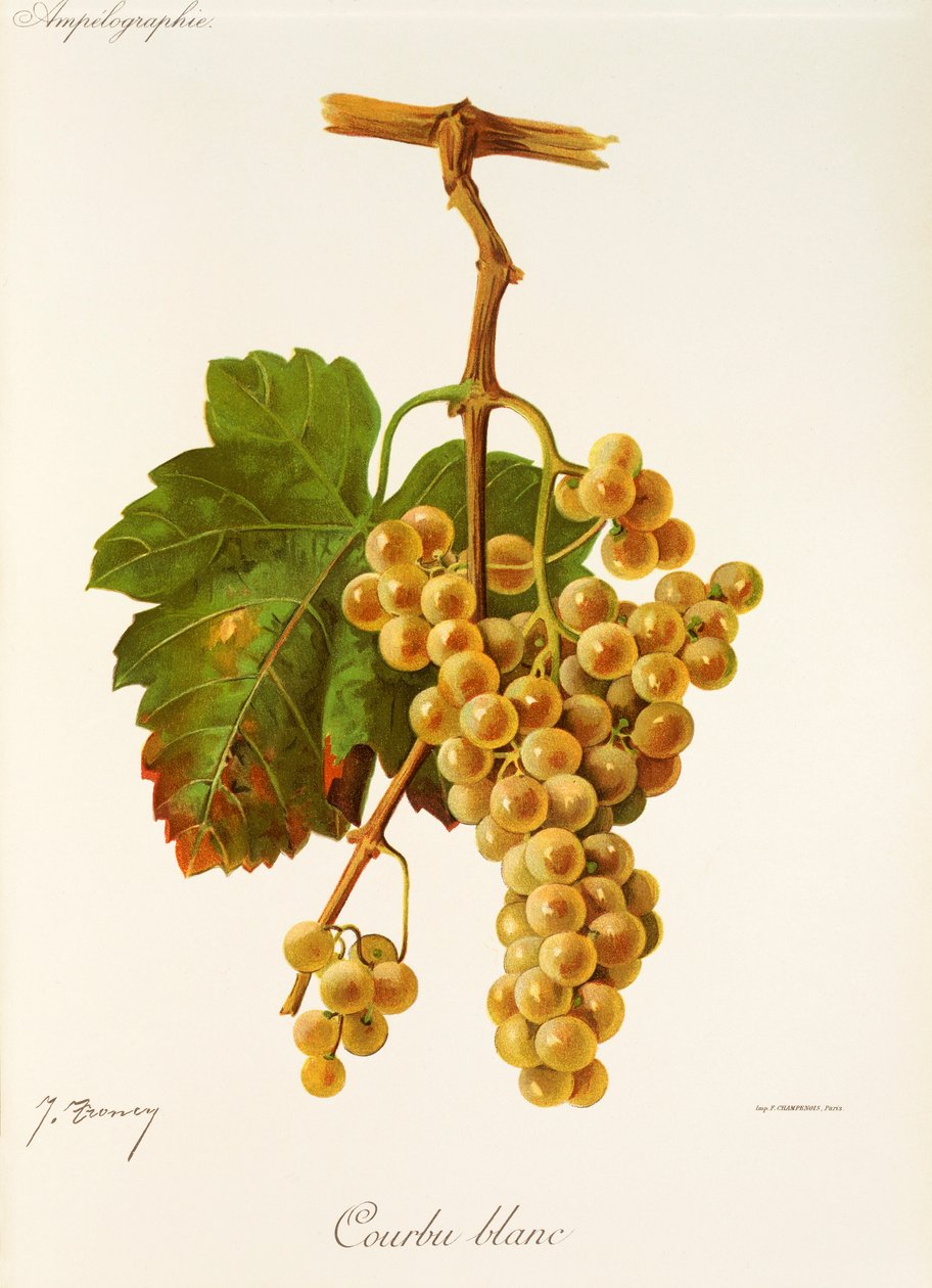 Raisin Courbu Blanc - Jules Troncy