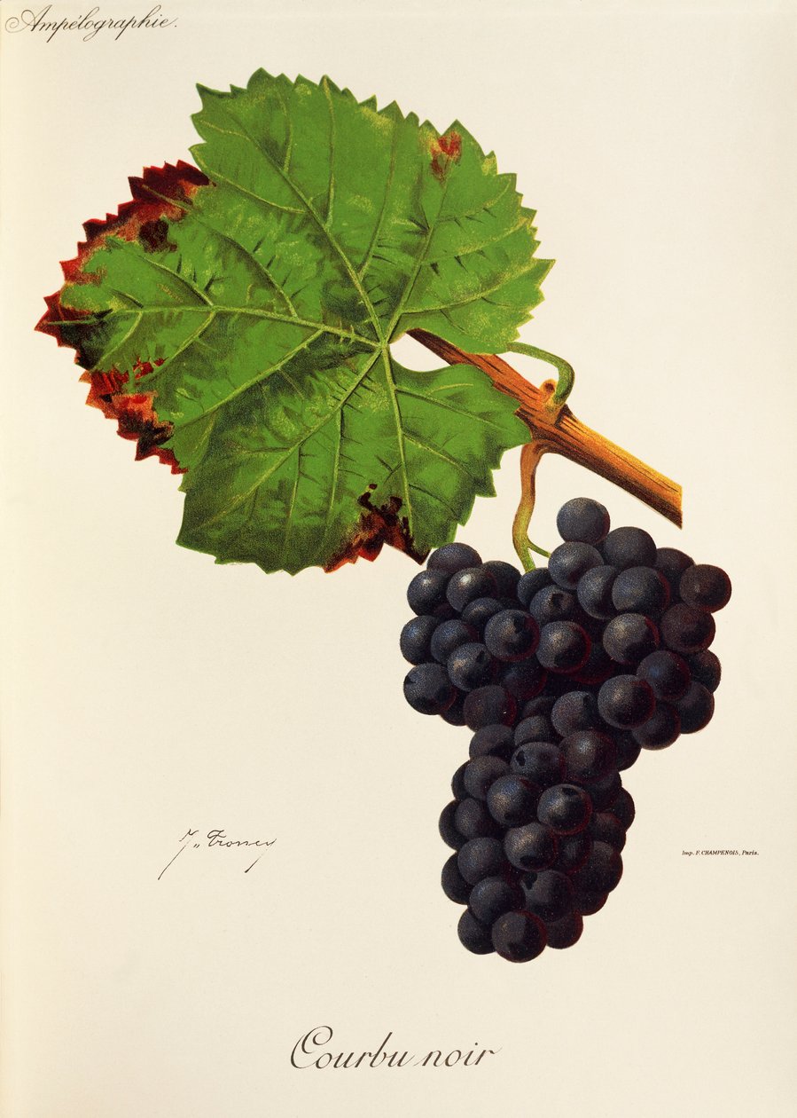 Raisin Courbu Noir - Jules Troncy