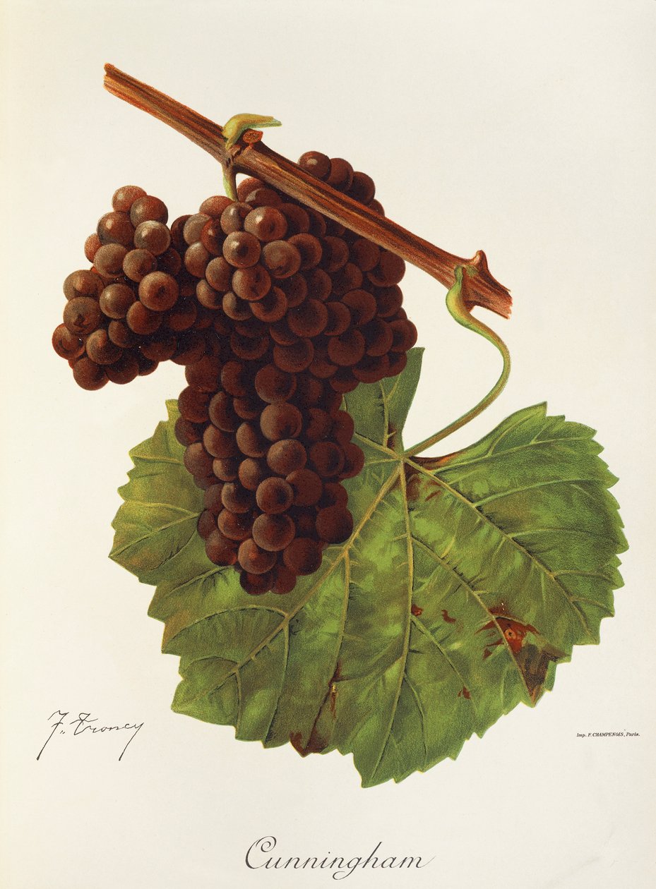 Raisin Cunningham - Jules Troncy