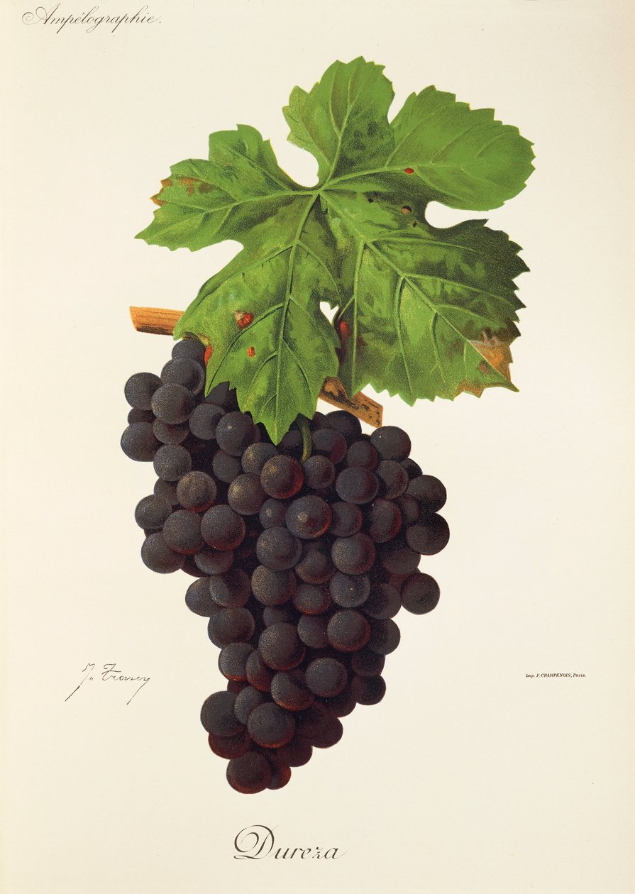 Raisin Dureza par J. Troncy - Jules Troncy