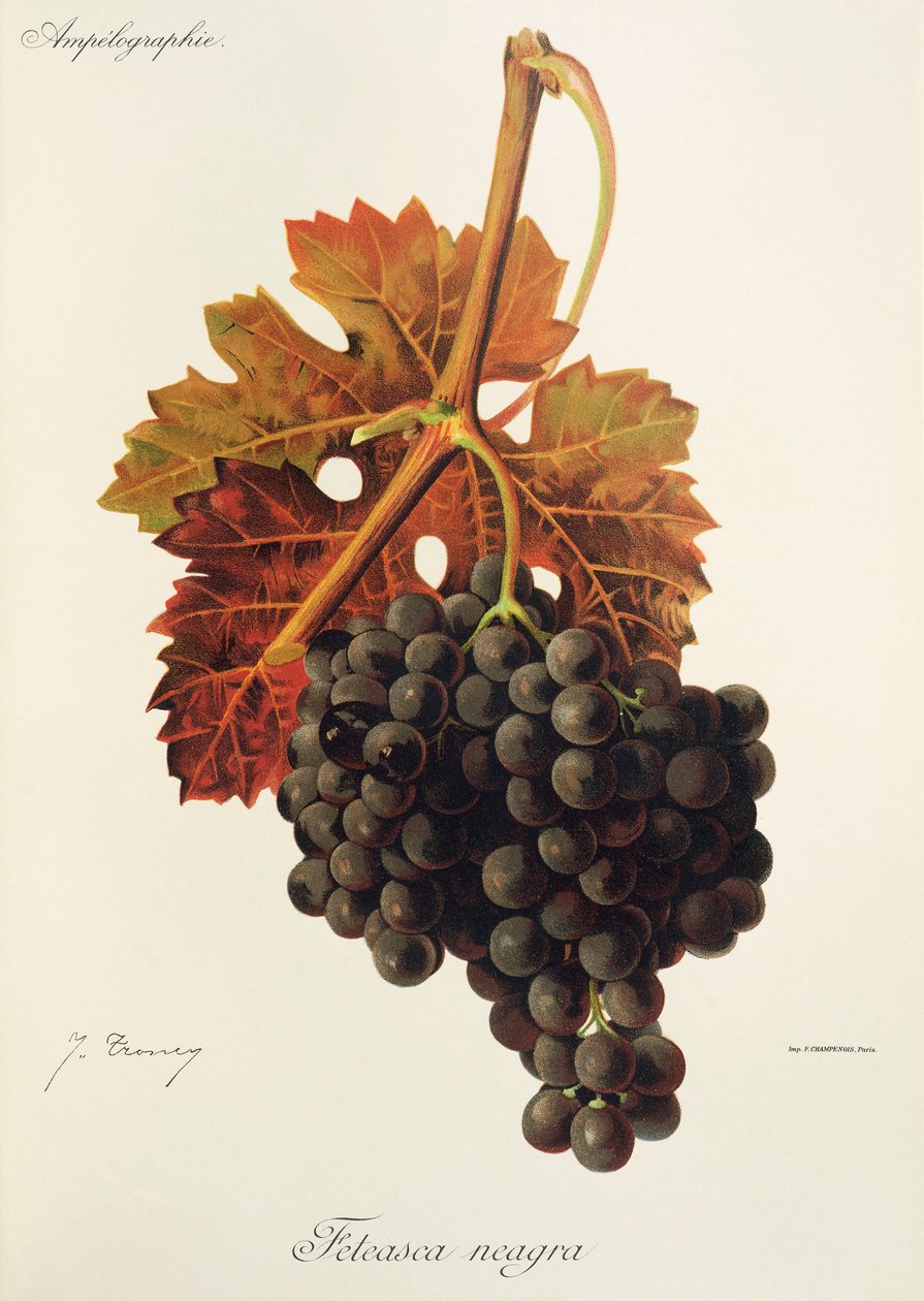Raisin Feteasca Neagra - Jules Troncy