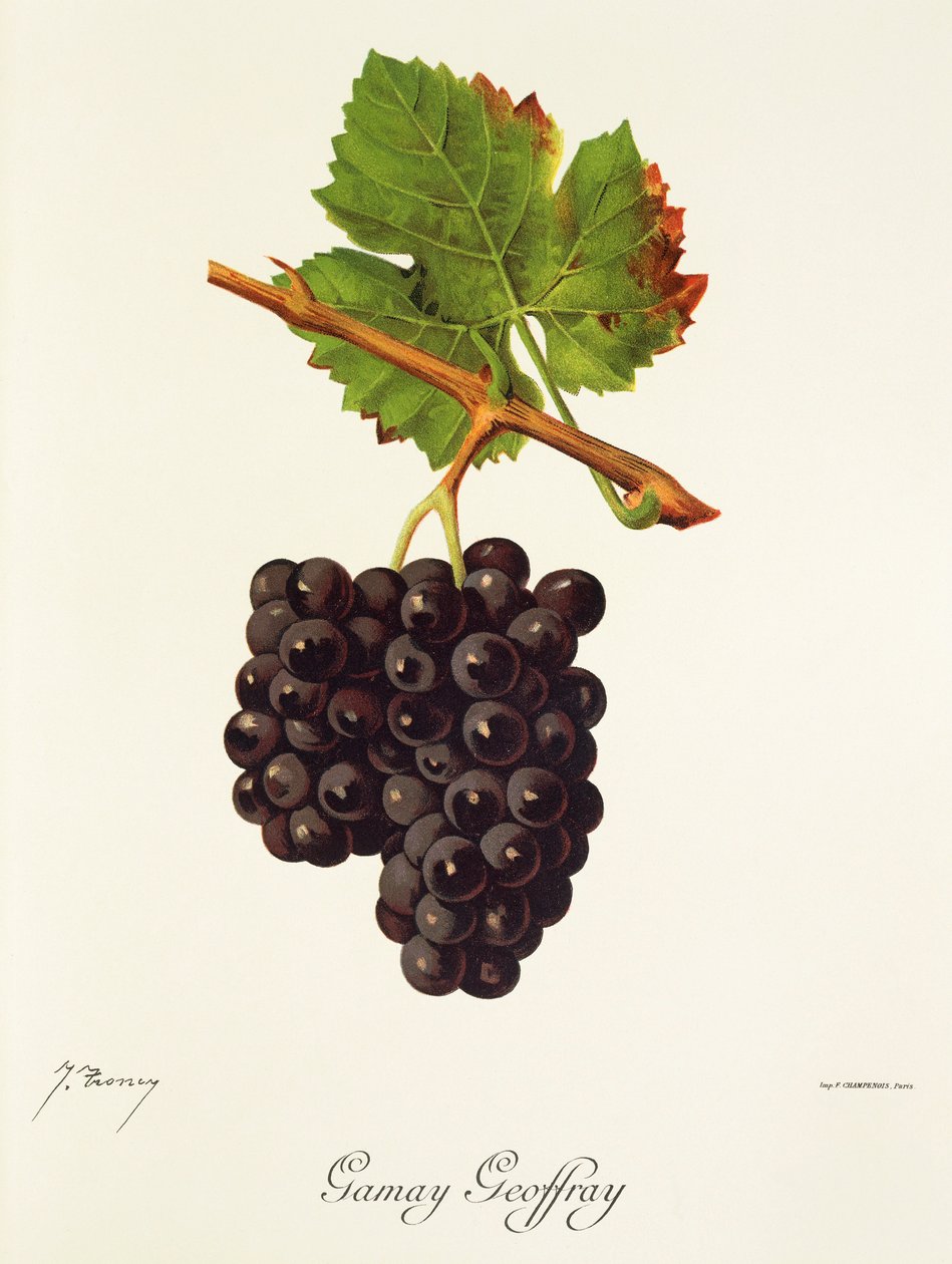 Gamay Geoffray - Jules Troncy