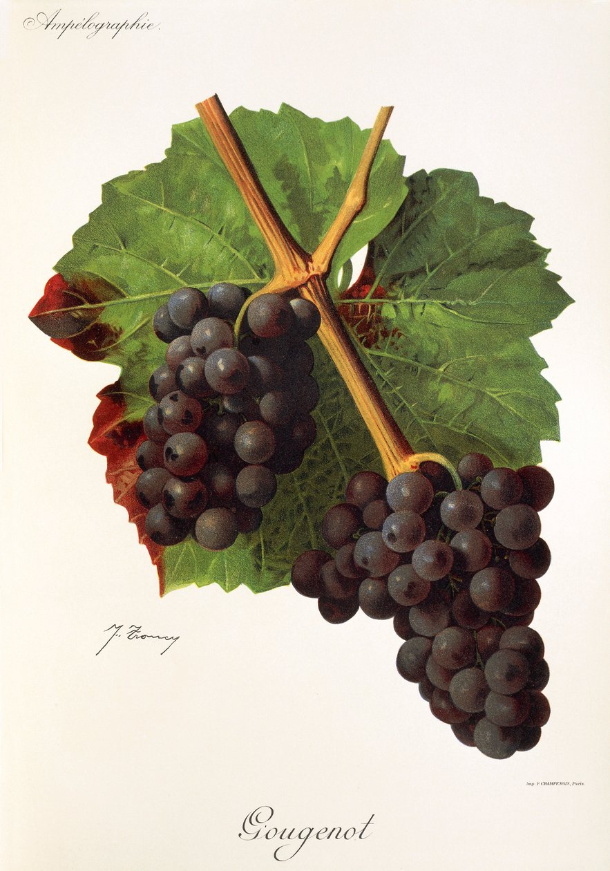 Gougenot - Jules Troncy