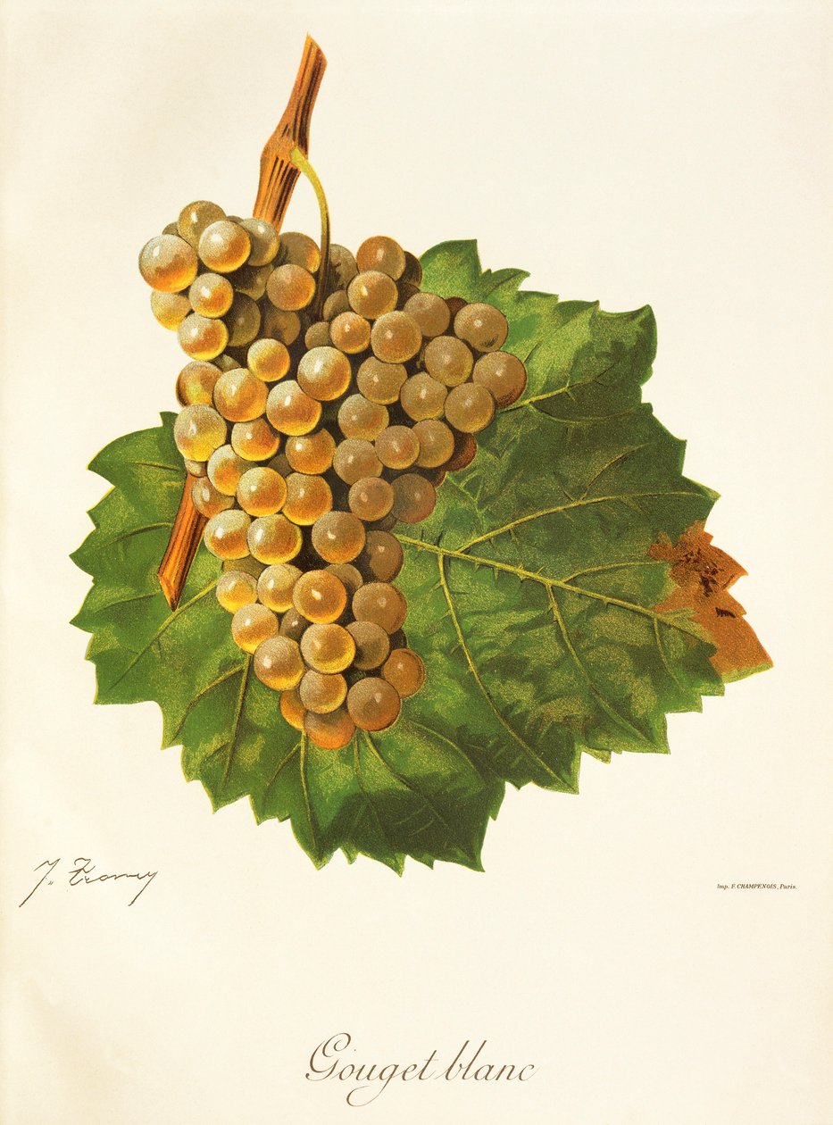 Gouget Blanc - Jules Troncy