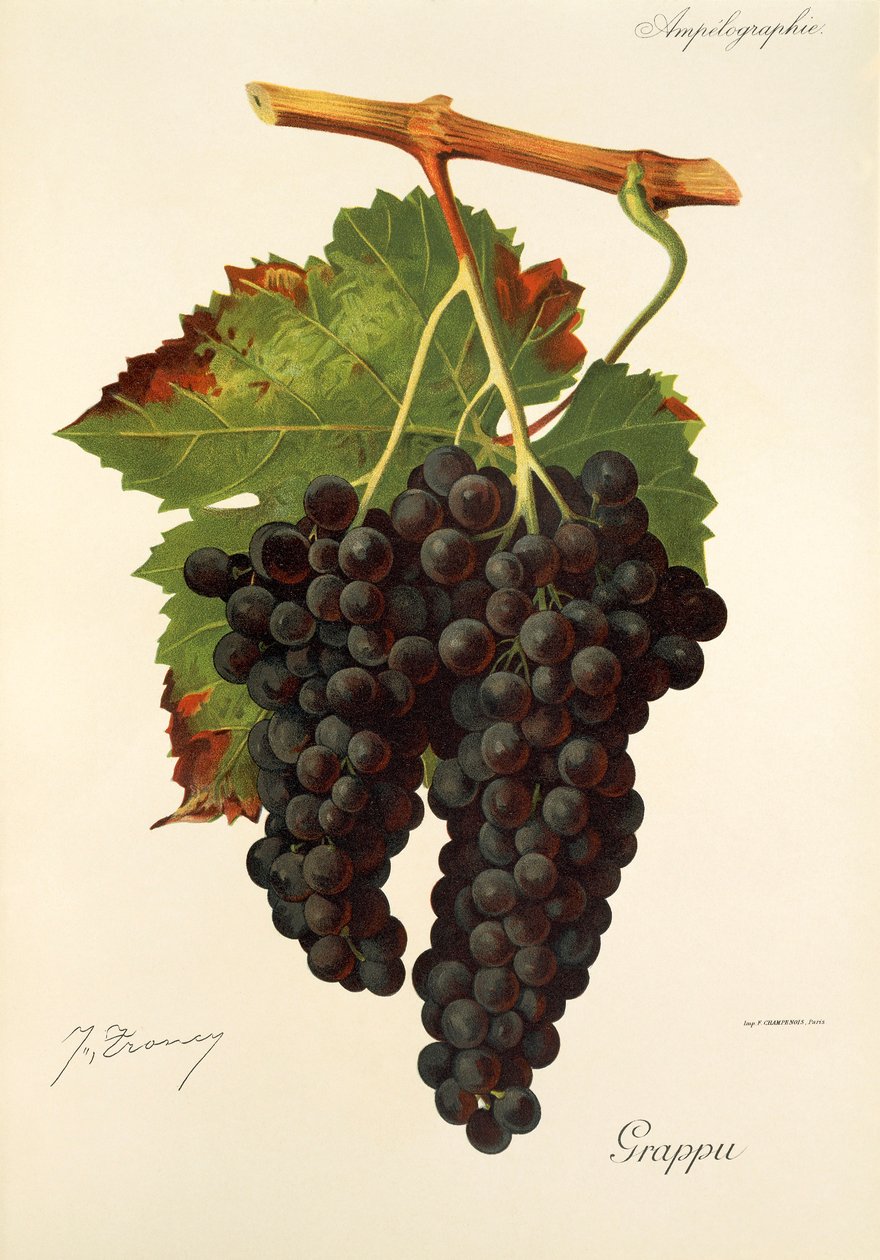 Raisin Grappu par J. Troncy - Jules Troncy