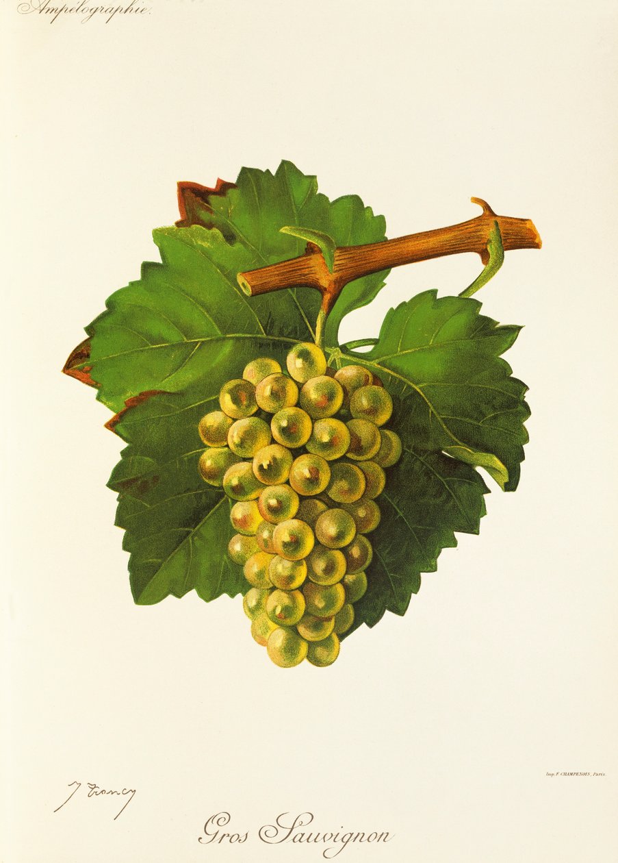 Raisin Gros Sauvignon - Jules Troncy