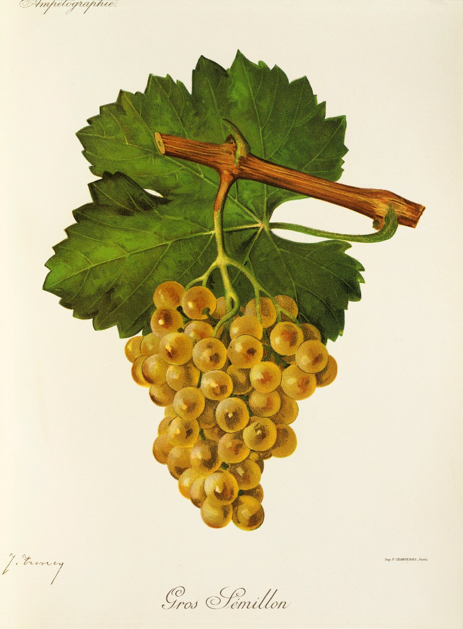 Raisin Gros Semillon - Jules Troncy