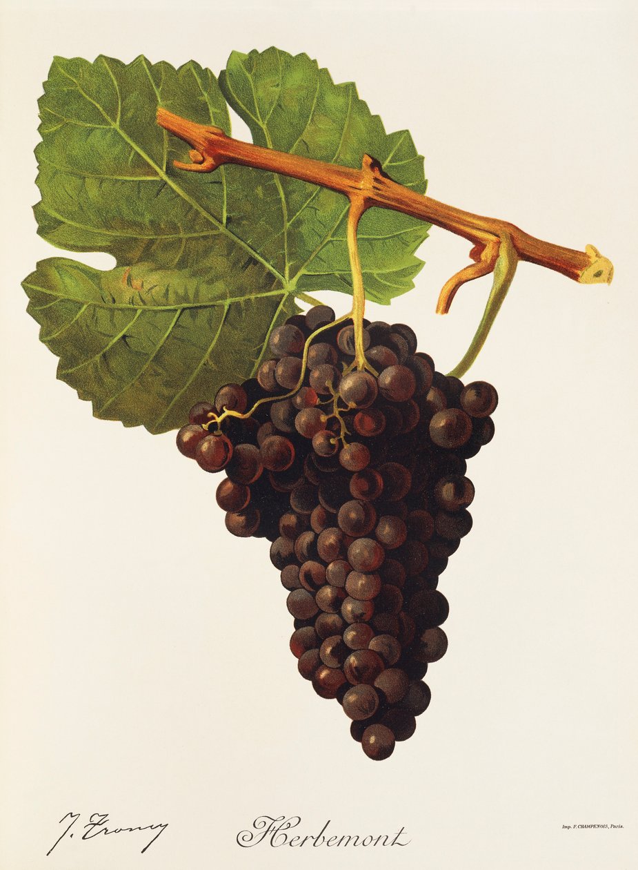 Raisin Herbemont par J. Troncy - Jules Troncy