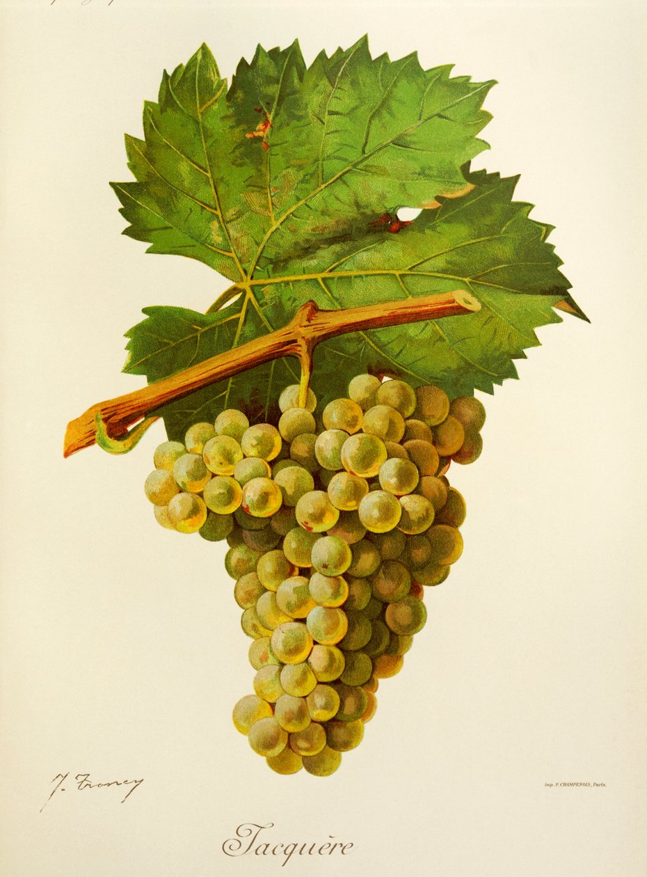 Raisin Jacquère - Jules Troncy