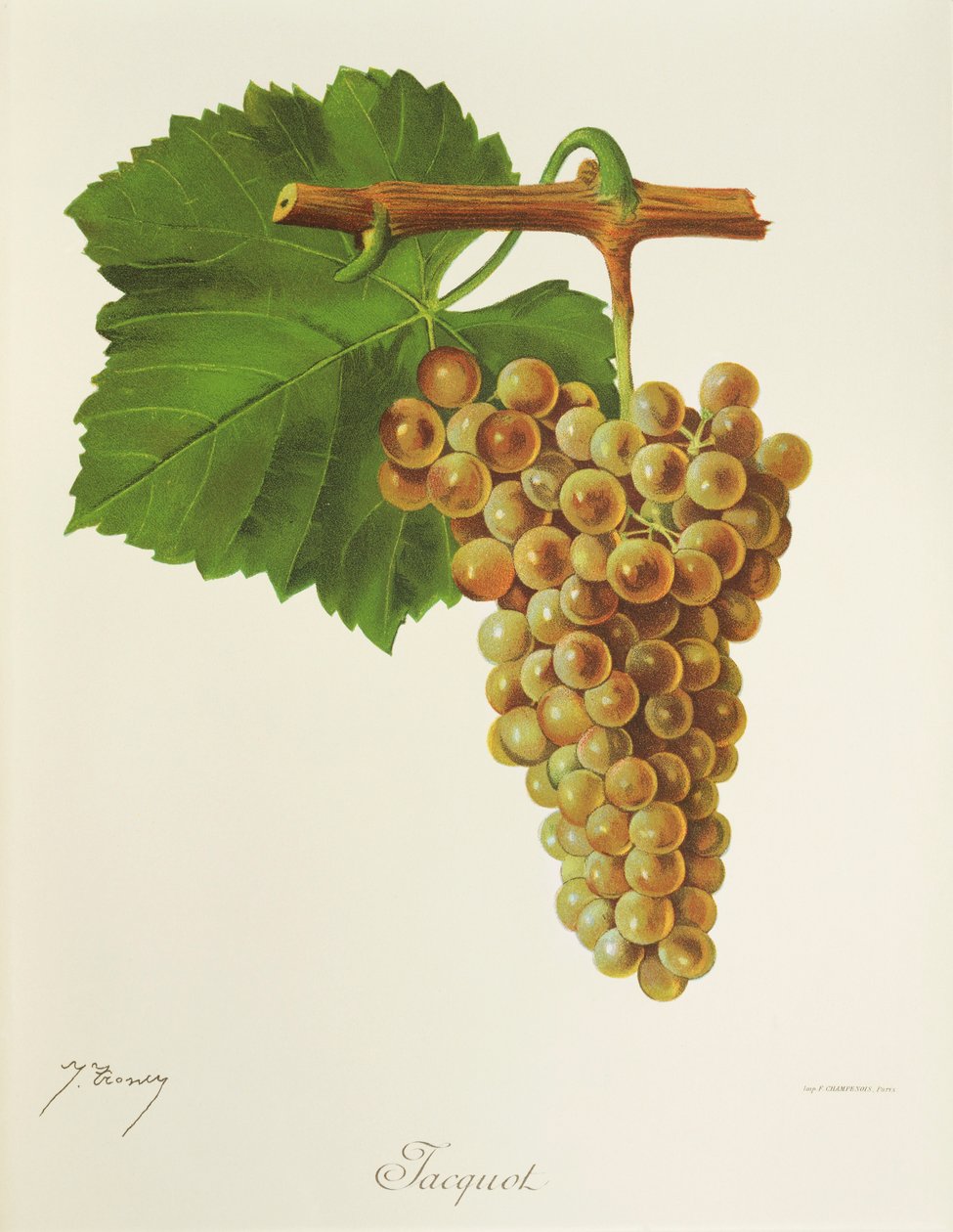 Raisin Jacquot - Jules Troncy
