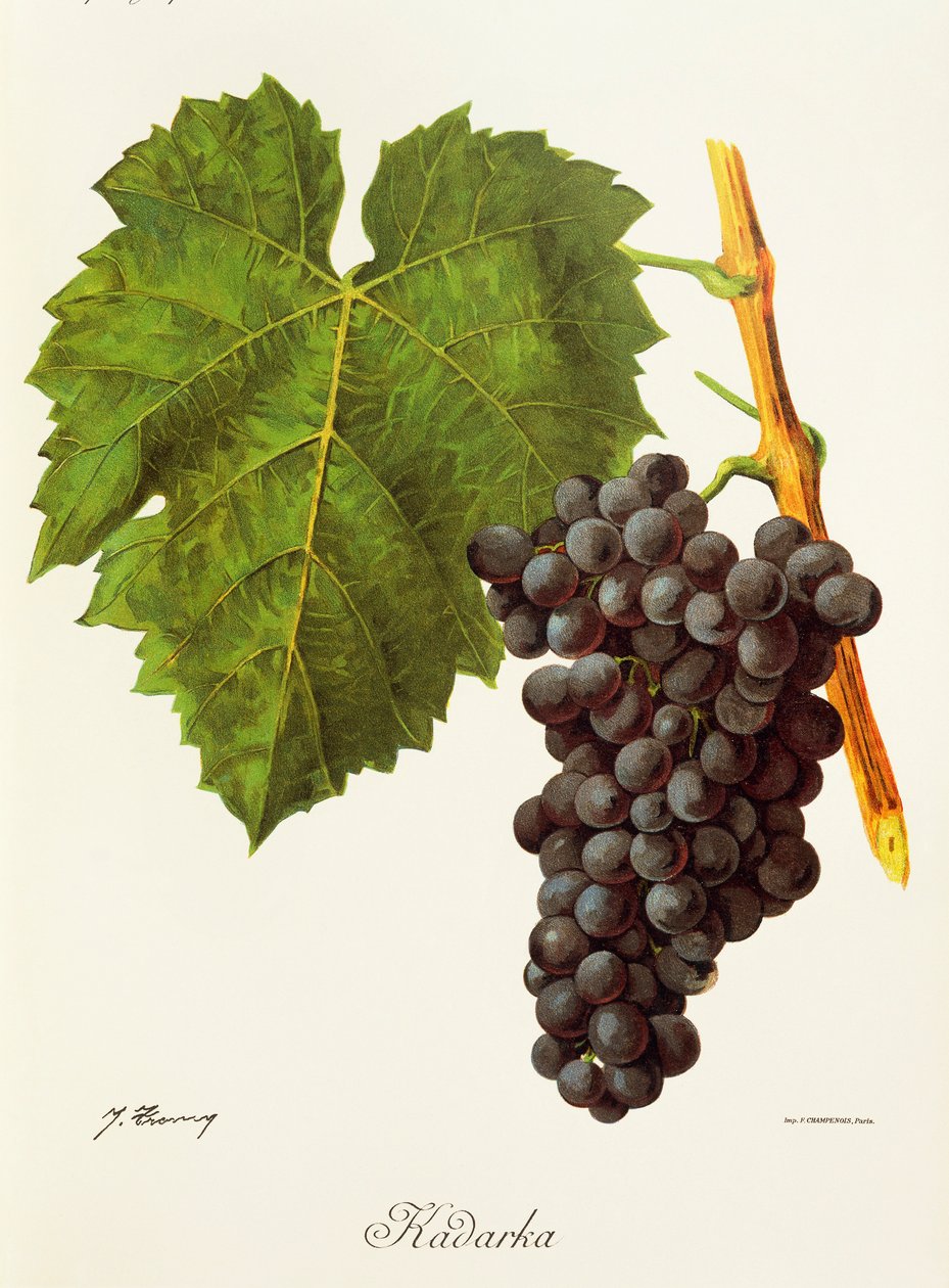 Raisin Kadarka - Jules Troncy