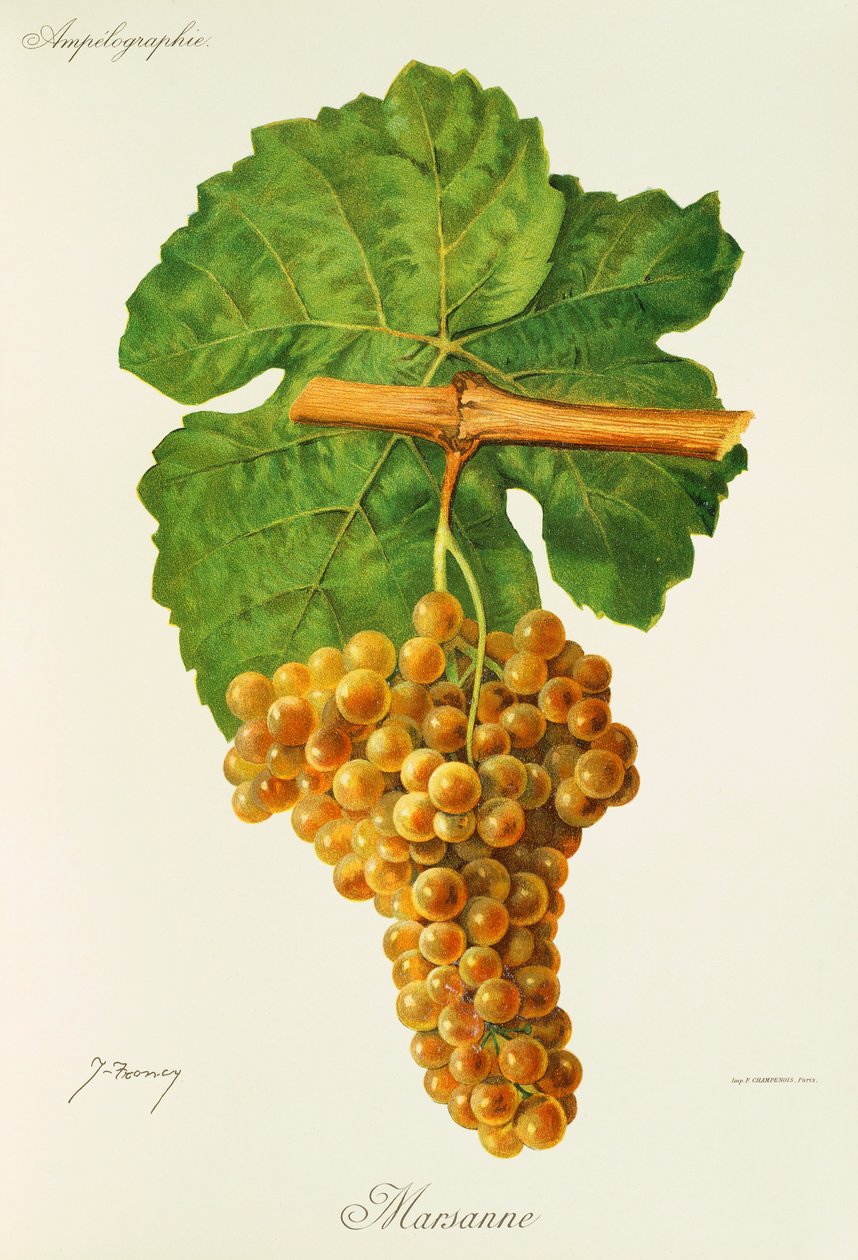 Marsanne - Jules Troncy
