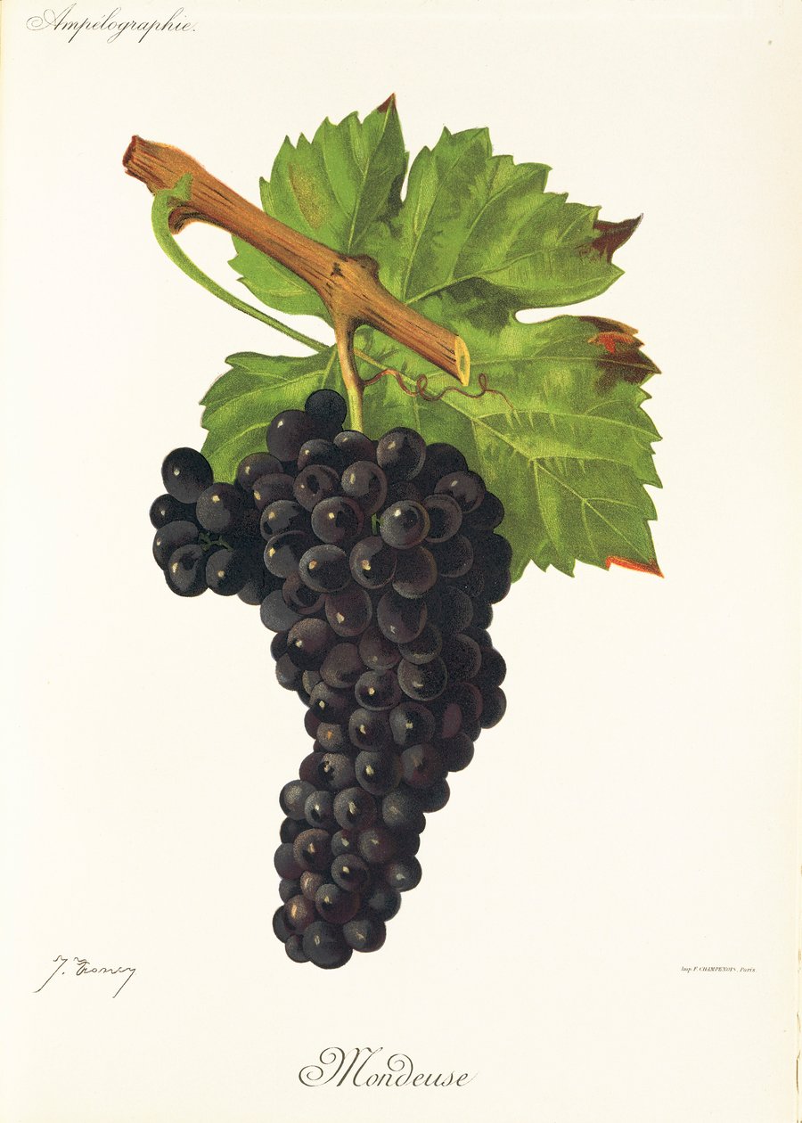 Raisin Mondeuse - Jules Troncy