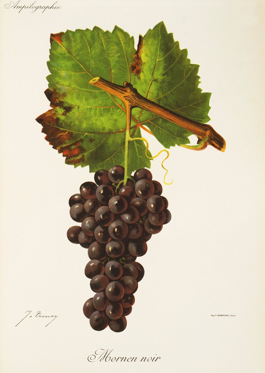 Raisin Mornen Noir par J. Troncy - Jules Troncy