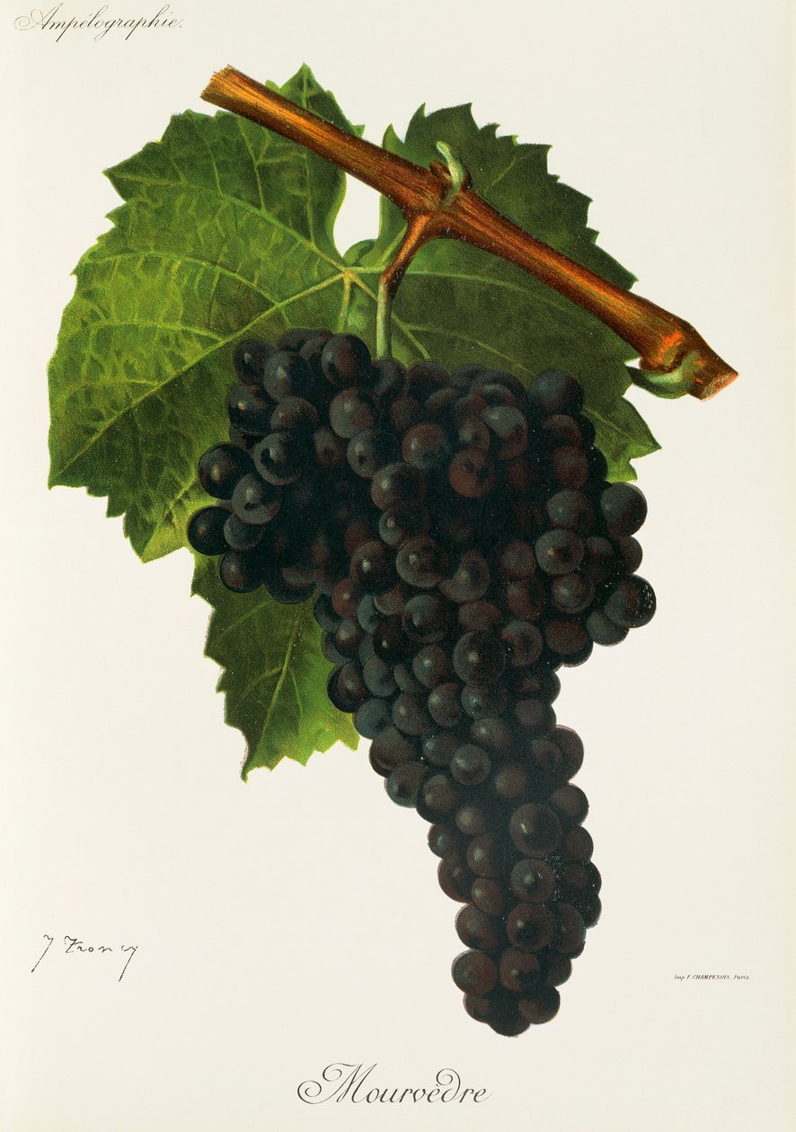 Raisin Mourvèdre par J. Troncy - Jules Troncy