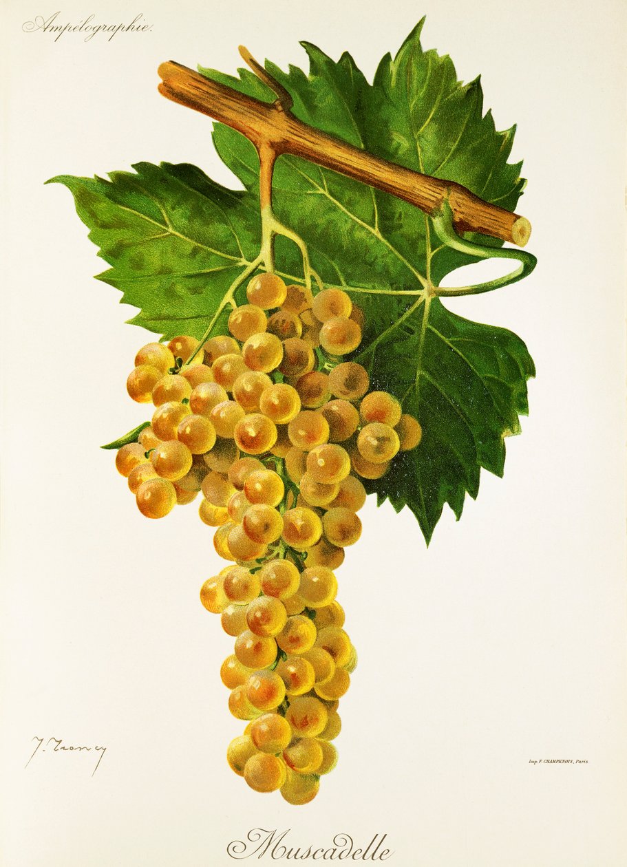 Raisin Muscadelle - Jules Troncy