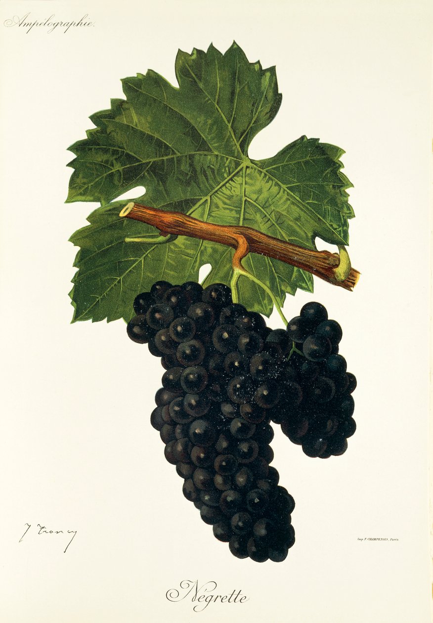 Raisin Négrette - Jules Troncy