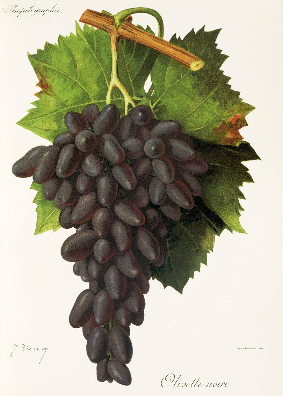 Raisin Olivette Noire par J. Troncy - Jules Troncy