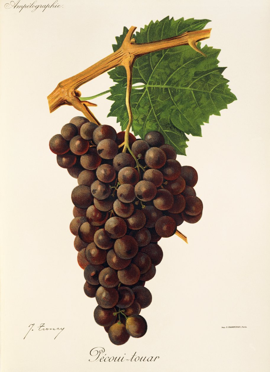 Raisin Pecoui-touar - Jules Troncy