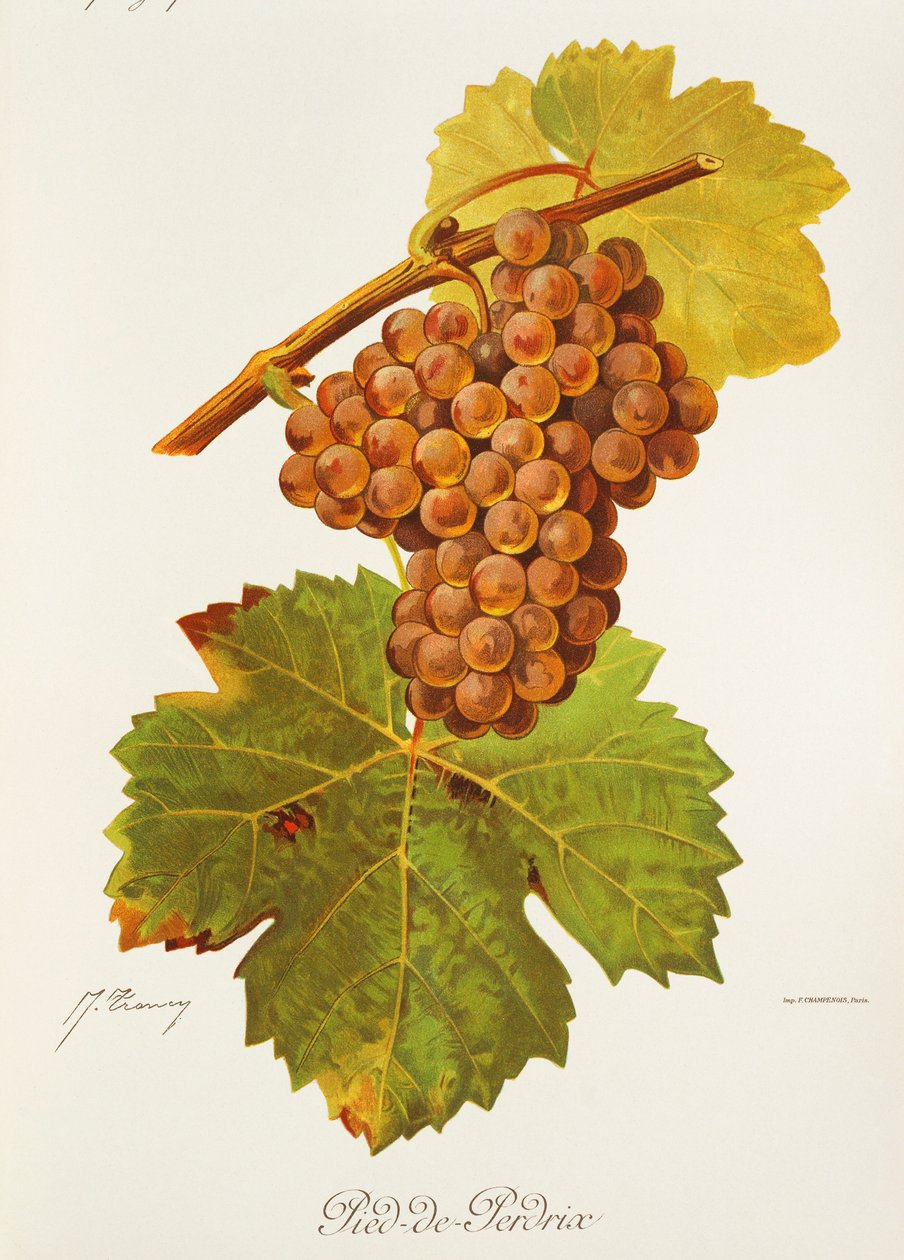 Pied-de-Perdrix - Jules Troncy