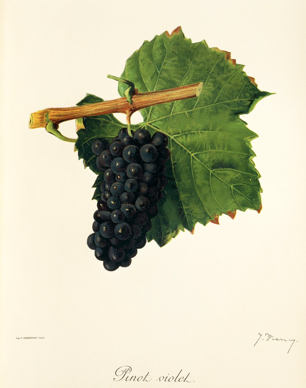 Raisin Pinot Violet par J. Troncy - Jules Troncy