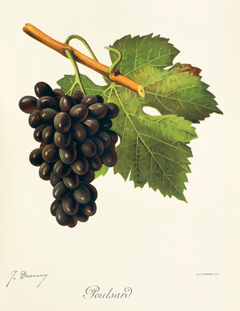 Raisin Poulsard - Jules Troncy