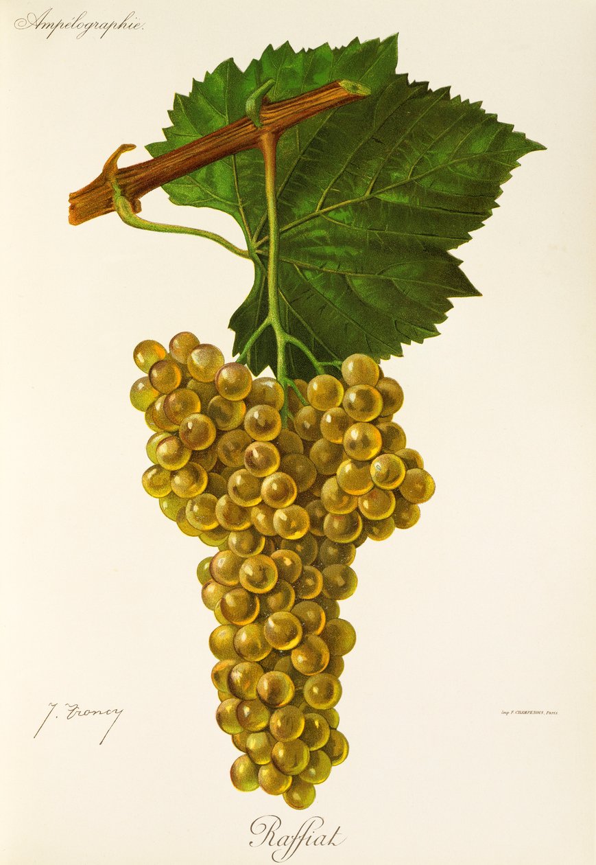 Raisin Raffiat par J. Troncy - Jules Troncy