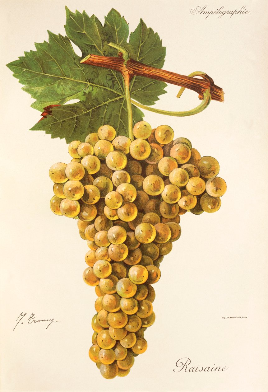 Raisin Raisaine - Jules Troncy