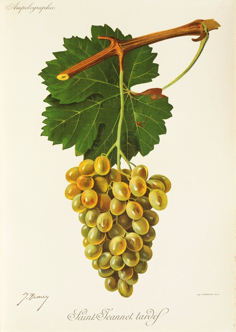 Raisin Saint-Jeannet Tardif - Jules Troncy