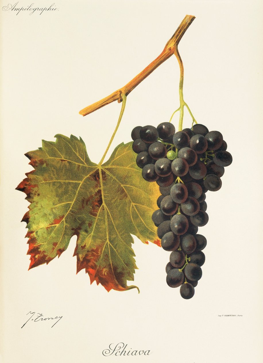 Raisin Schiava - Jules Troncy