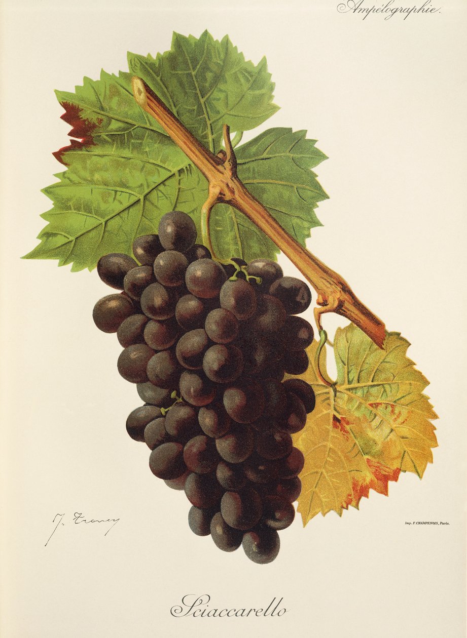 Sciaccarello - Jules Troncy