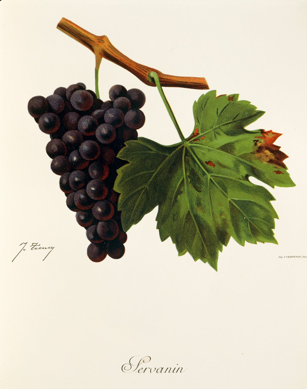 Raisin Servanin par J. Troncy - Jules Troncy