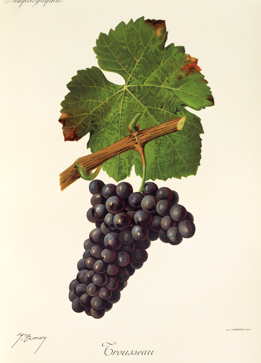Raisin Trousseau par J. Troncy - Jules Troncy